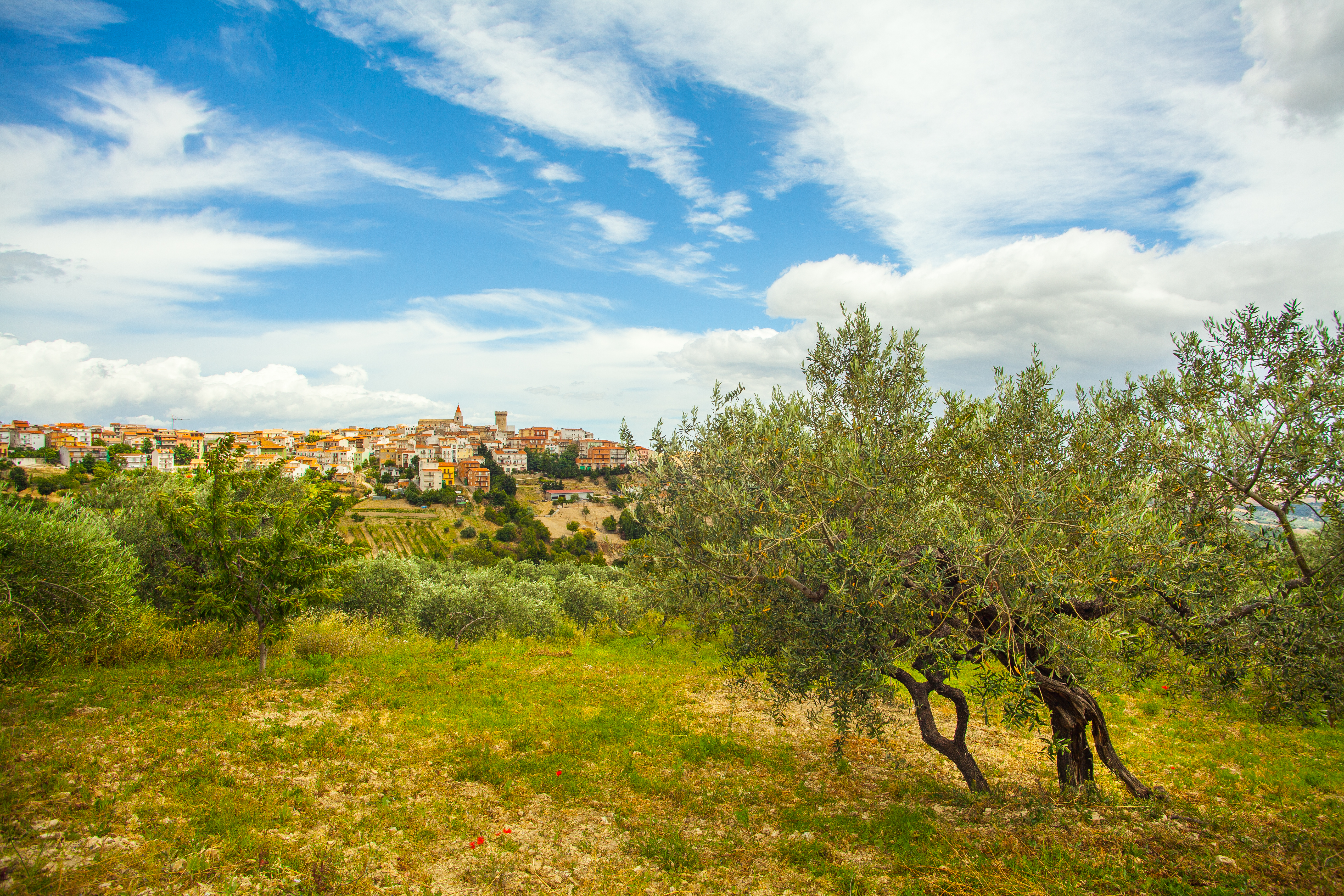 Colletorto, terra d’ulivo e d’orizzonte